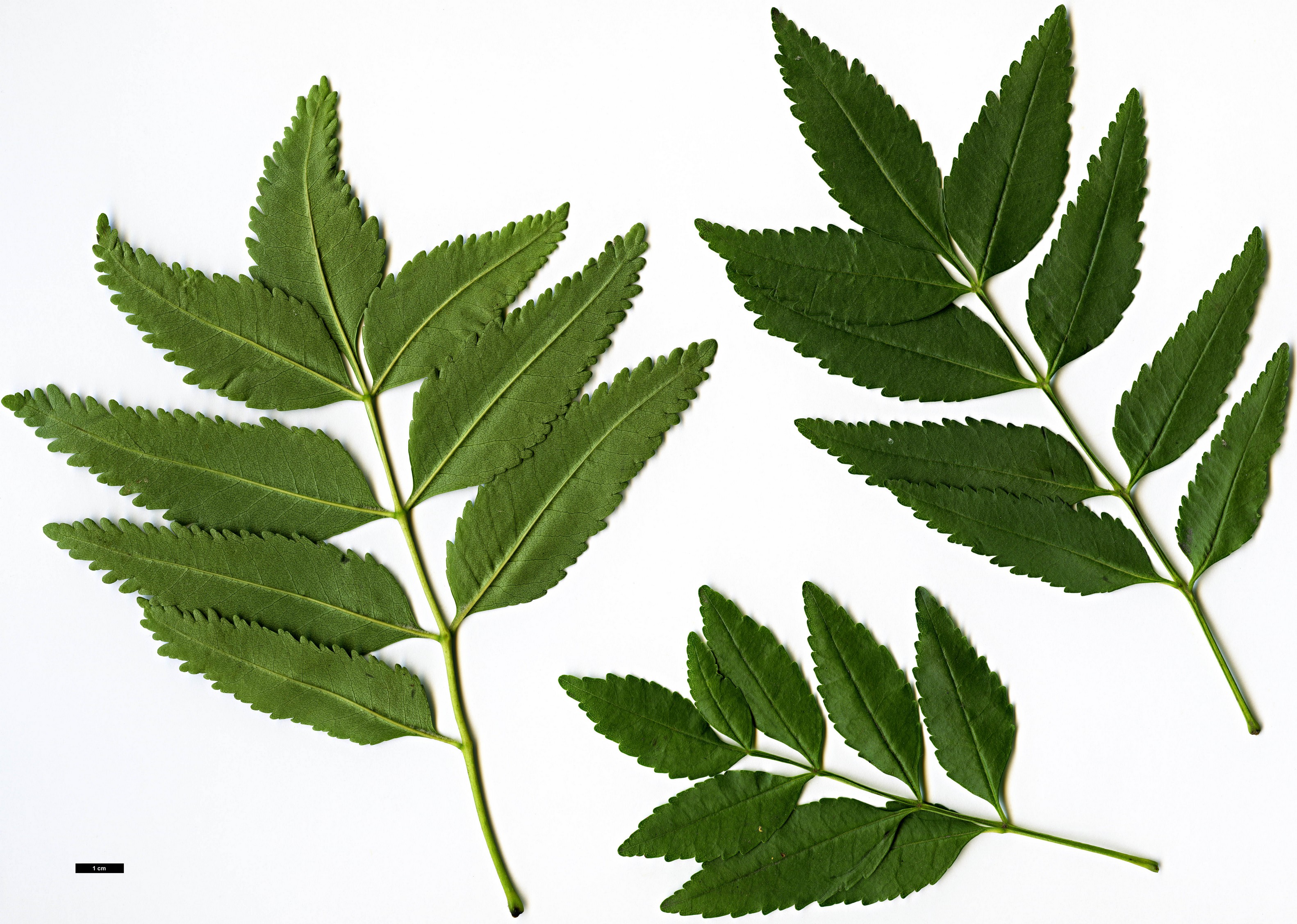 High resolution image: Family: Oleaceae - Genus: Fraxinus - Taxon: 'Charles Bommer' High resolution image: Family: Oleaceae - Genus: Fraxinus - Taxon: 'Charles Bommer'